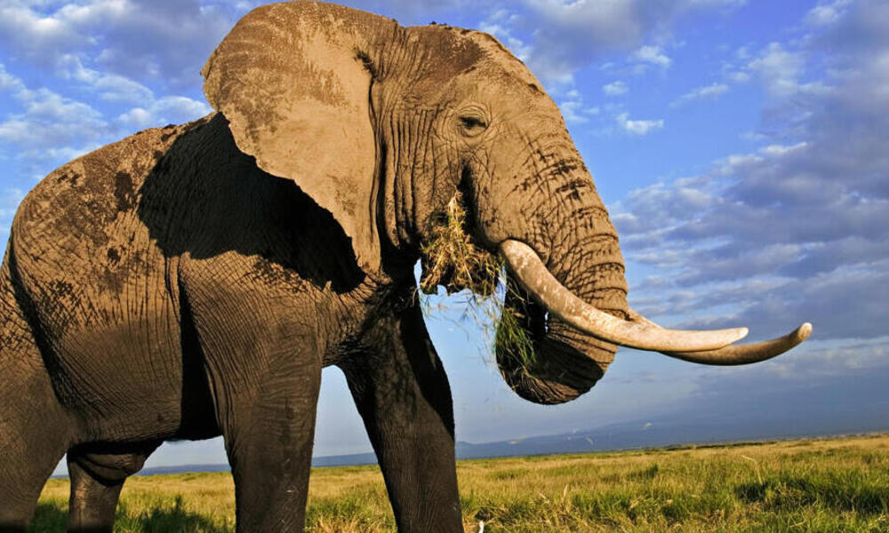 Gajah