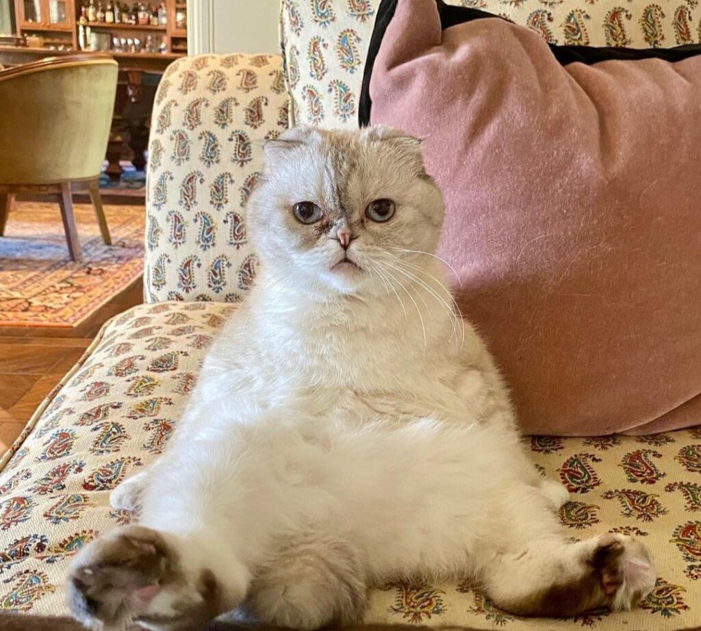 Kucing Taylor Swift, Olivia/Instagram