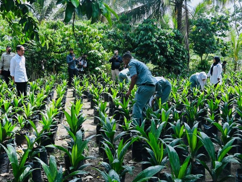 Pemerintah pusat saat ini tengah memperbaharui data lahan perkebunan kelapa sawit melalui aplikasi Sistem Informasi Perizinan Perkebunan atau SIPERIBUN.