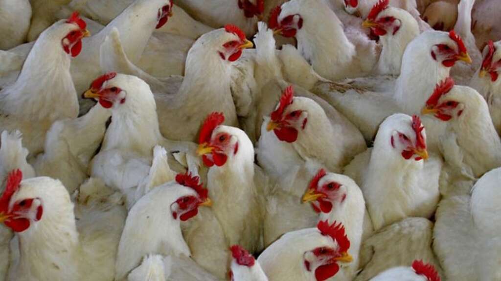 Harga ayam potong termahal sejak Januari 2022. Foto: Ist