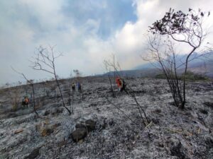 Lahan perbukitan dengan jenis vegetasi semak belukar dan padang savana di bukit Budug Asu, lereng Gunung Arjuno, terbakar pada Sabtu (26/8/2023) malam pukul 22.00 WIB. Foto: BNPB