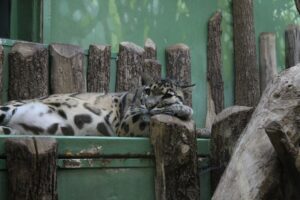Photo by Gokul K S: https://www.pexels.com/photo/clouded-leopard-lying-beside-a-wooden-fence-13519847/